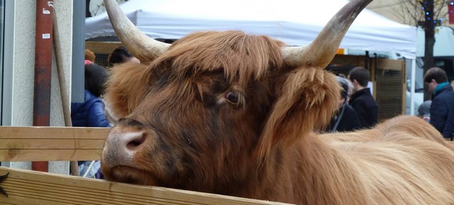 15195952_10154670203814351_8636477609438822636_o