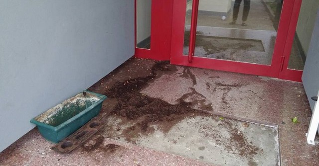 15541371_10154750283519351_5947568642690823944_n