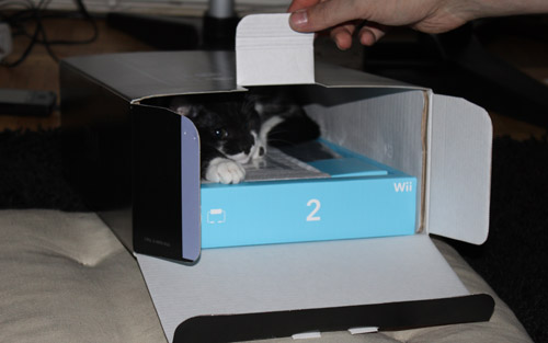 chat dans le carton wii